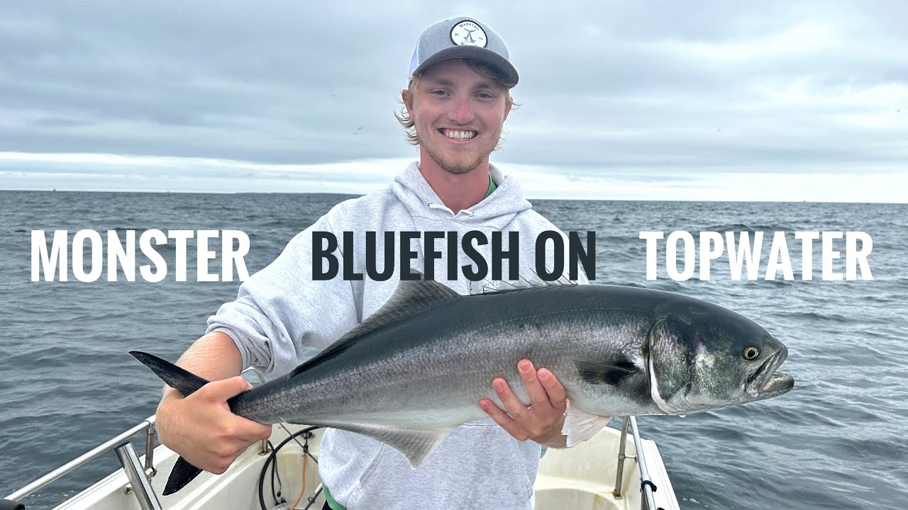 Massive Bluefish caught on Topwater | Martha's Vineyard
