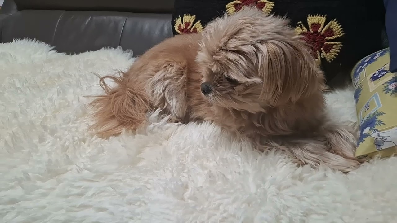 犬_20260216