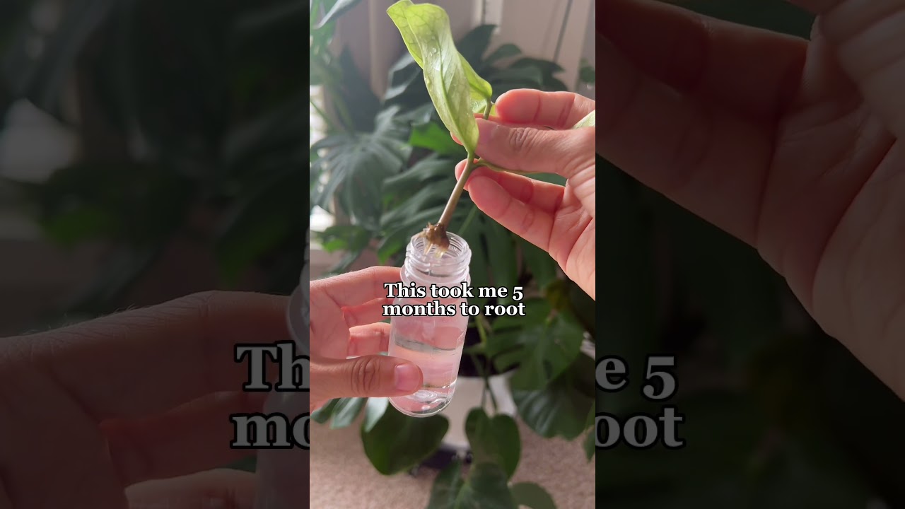 The process of ZZ propagation can be a LONG one! #plantcare #zzplant #propagation