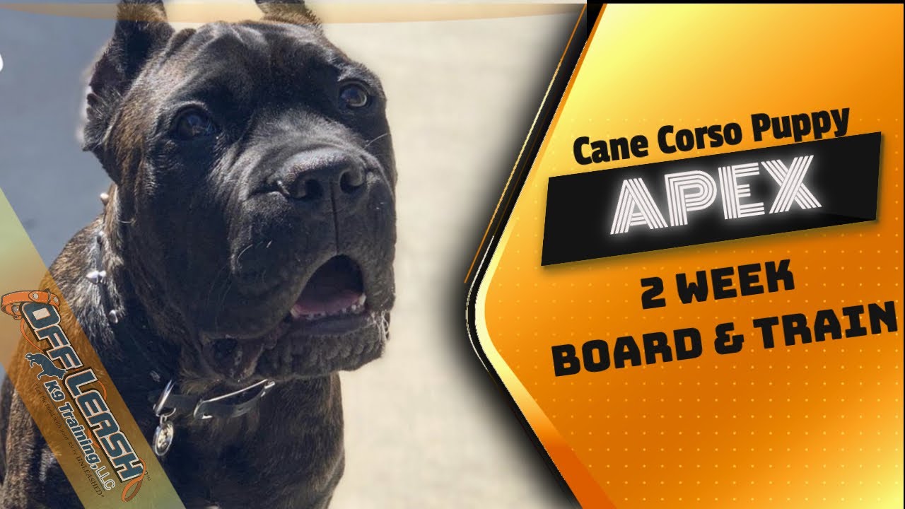 5 Month Old Cane Corso "Apex" | Puppy Training | XL Breeds
