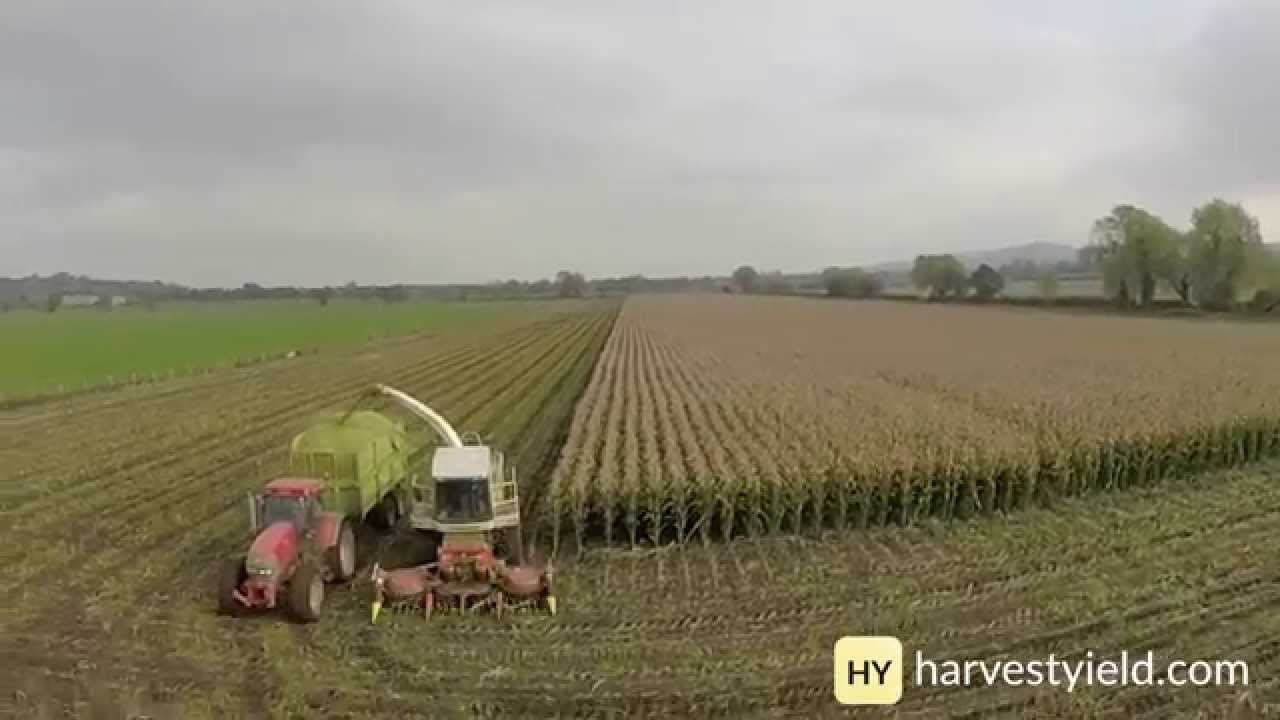 Chopping Maize