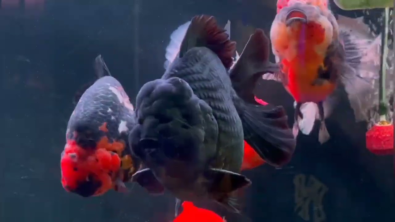 The most beautiful high quality goldfish