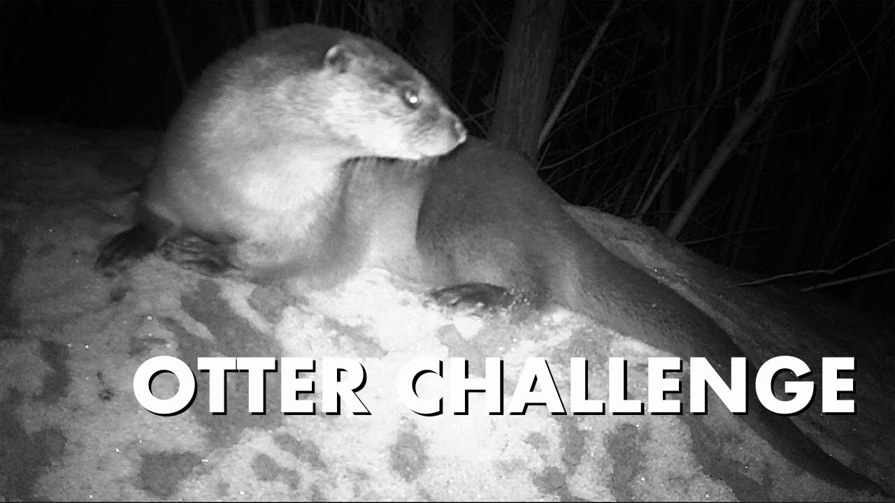 How many otter behaviours can you spot?