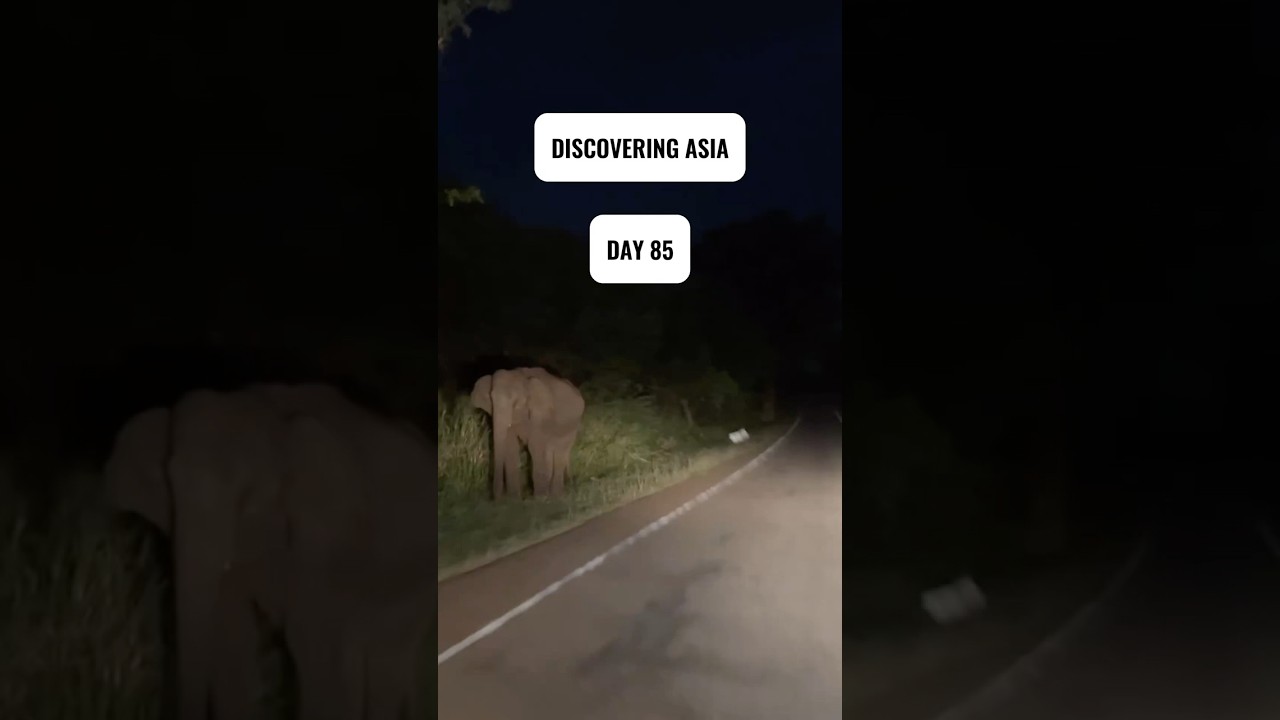 Day 85 of discovering Asia: wildlife in Trincomalee #travel #SriLanka #Crocodile #Elephant ￼