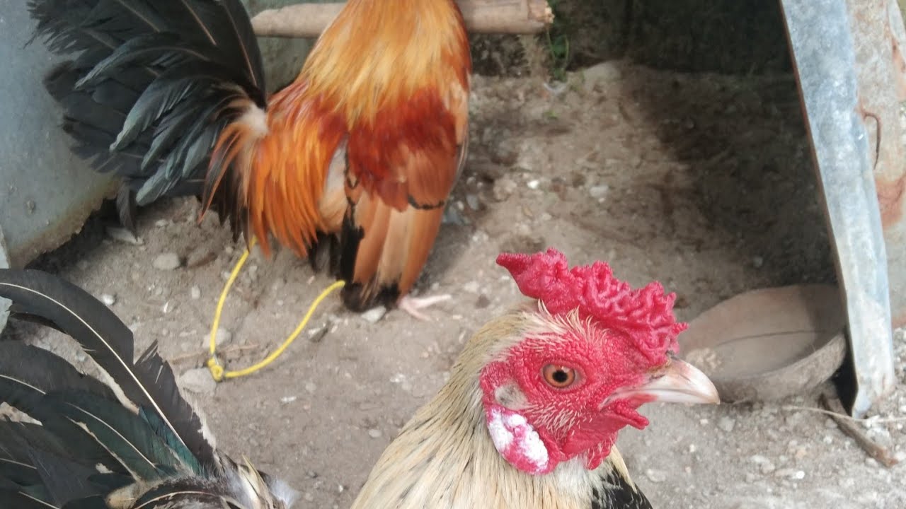 MY BAGONG DATING TAYO NA BANTAM
