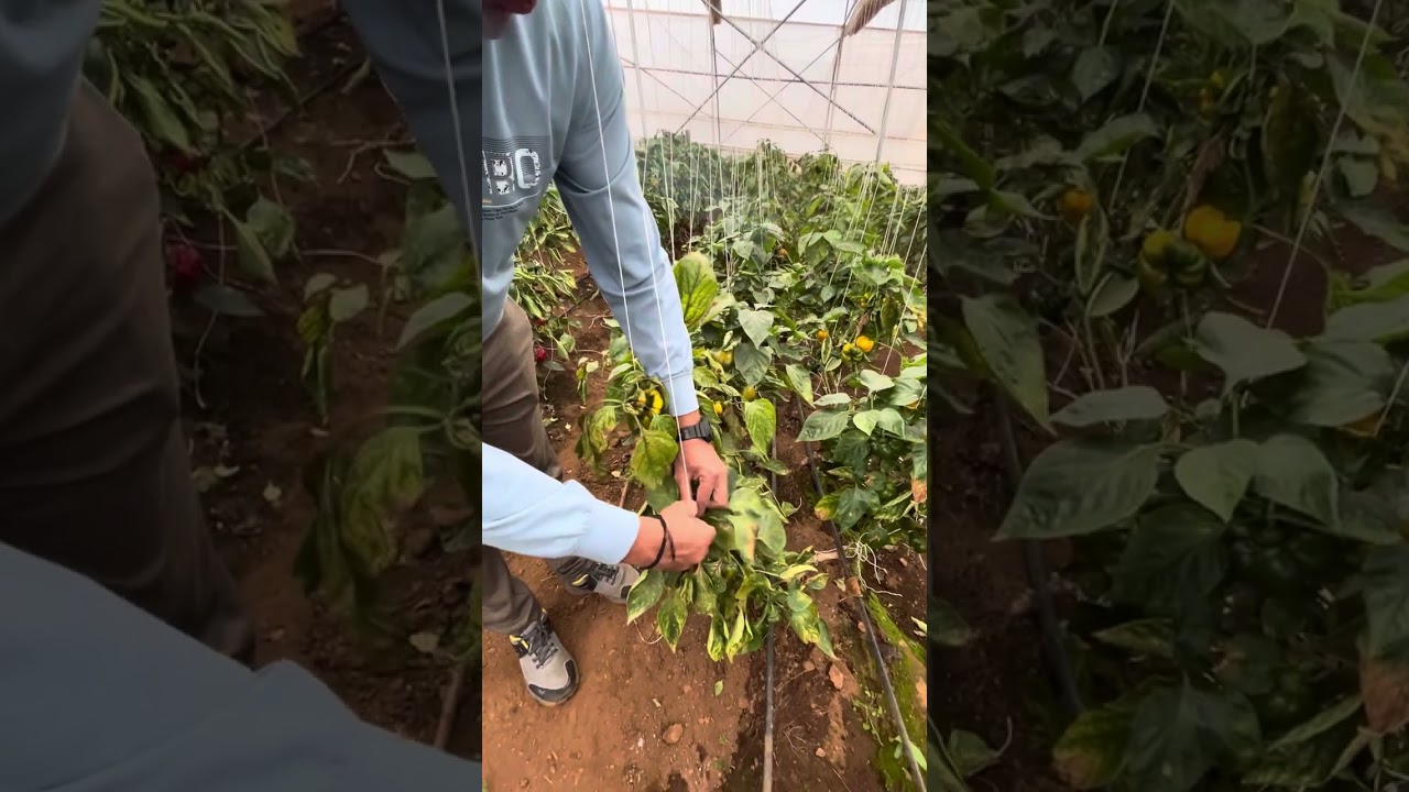 Mites and thrips infestation differentiation in colour capsicum