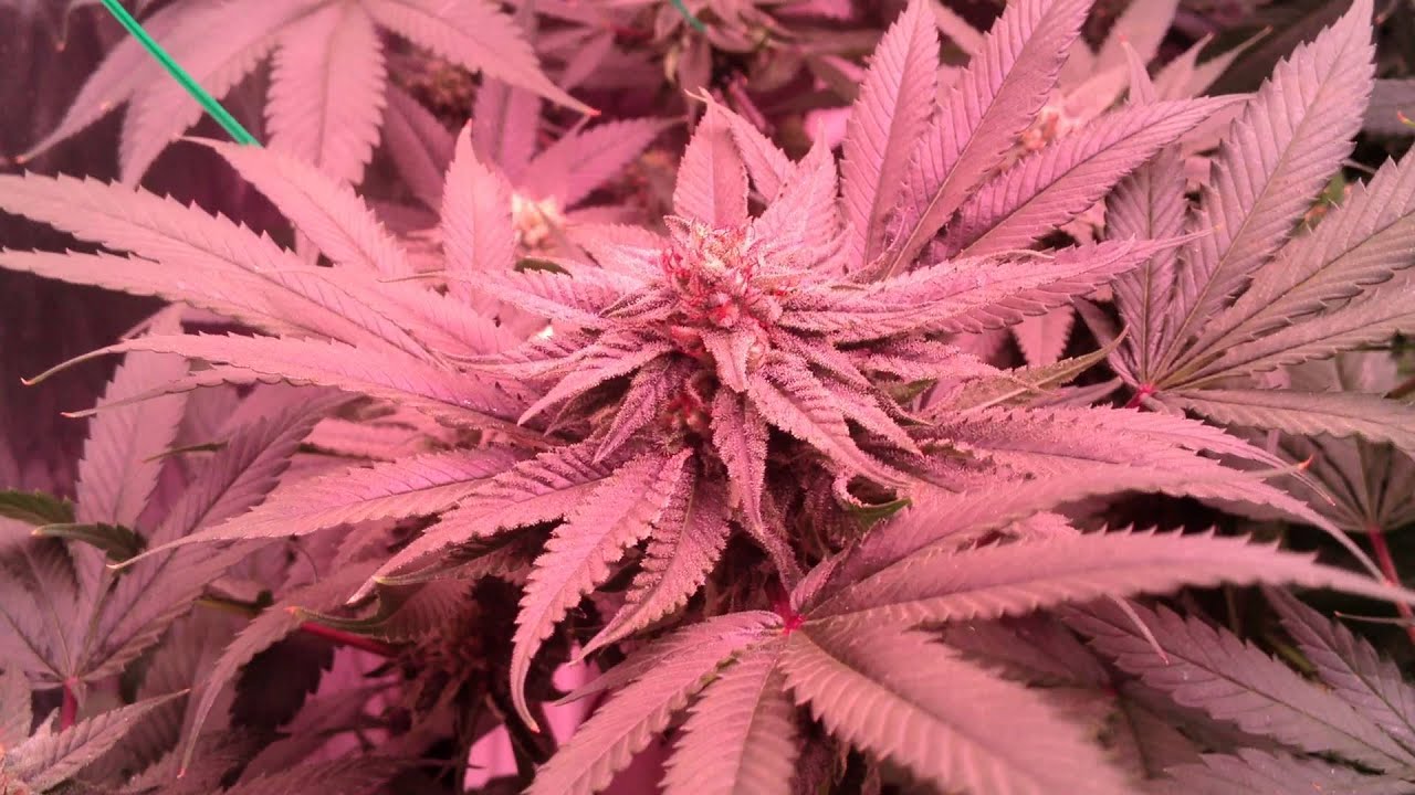 LA Kush, Day 35, all LED Grow, New Millenium product test side by side, Lighting Science
