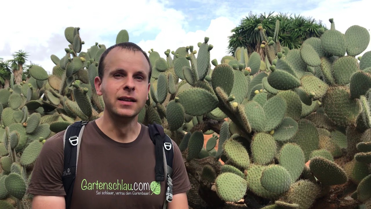 Sind alle Kaktusfeigen essbar? Kleine wie Große? // Gartenschlau.com