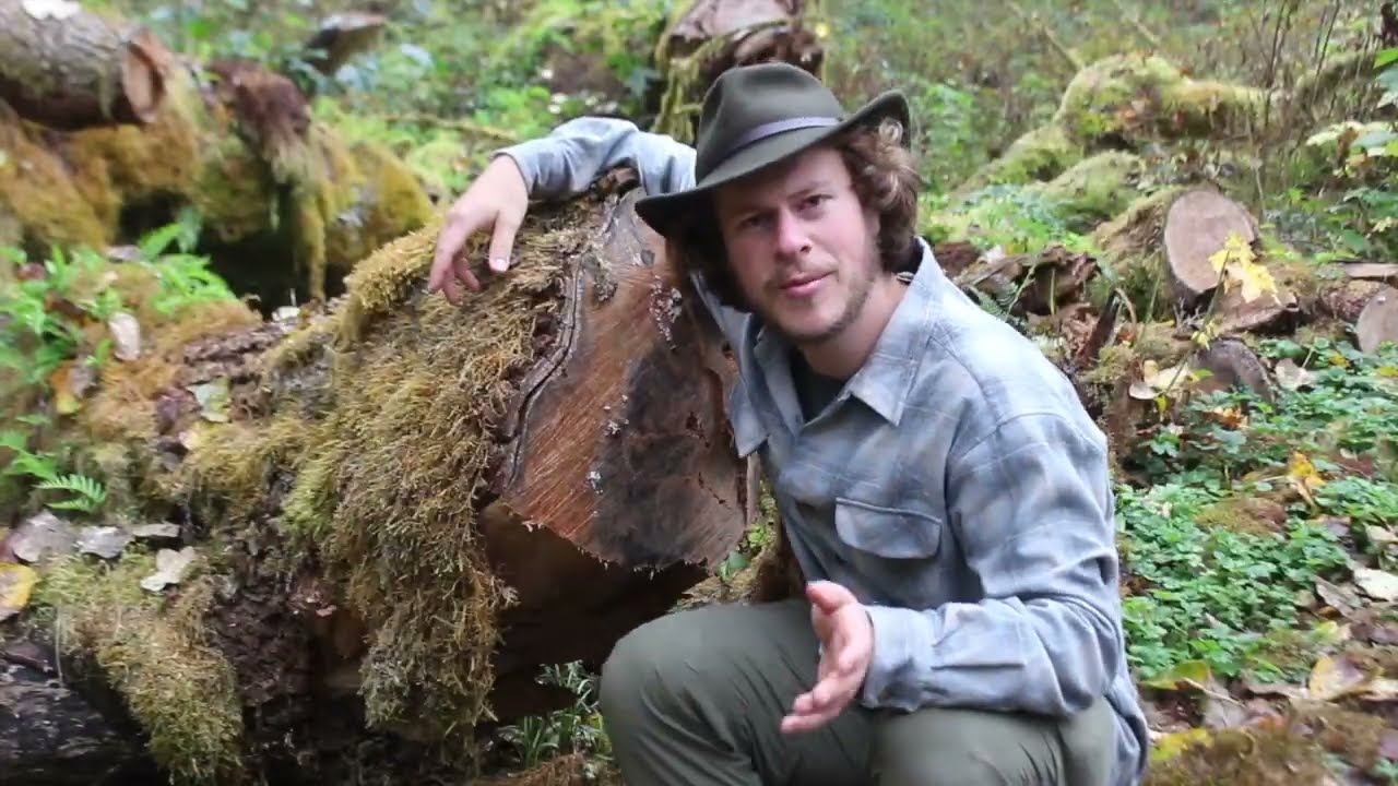 Tree Talks with Theo: Black Cottonwood