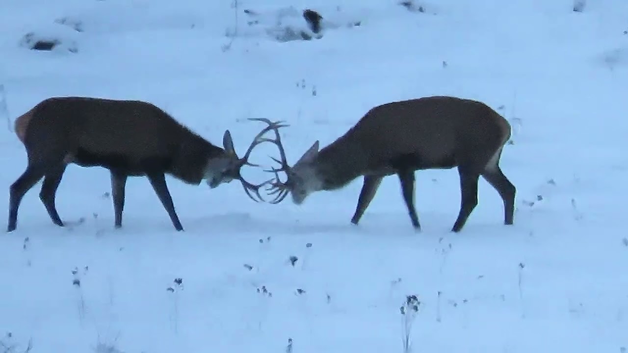 Entre cerfs