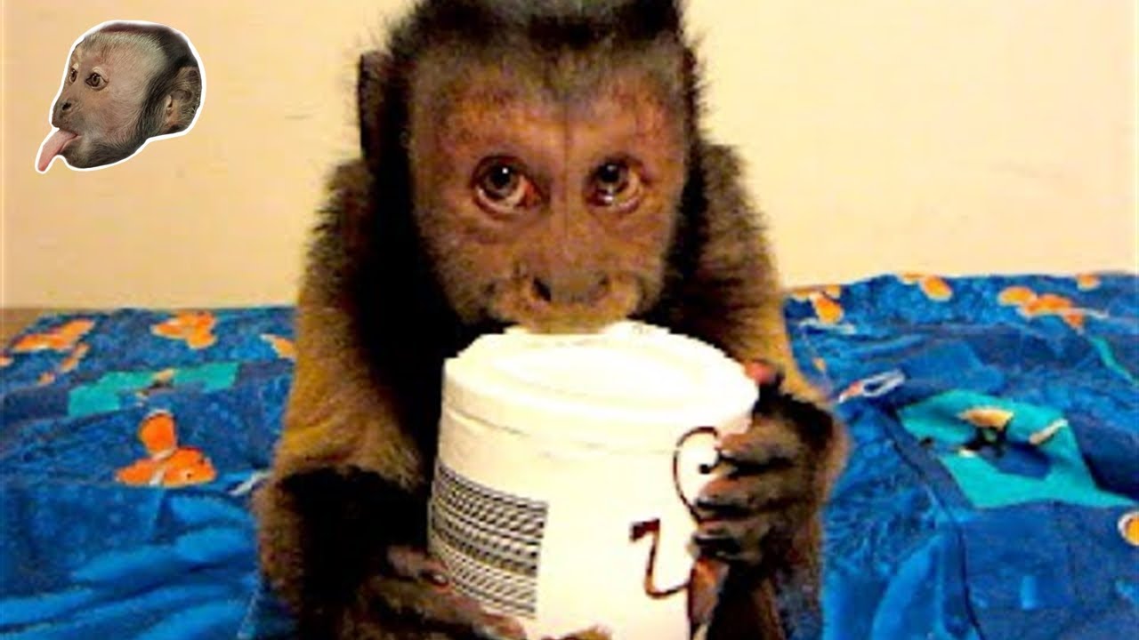 Monkey Says I LOVE Sweet Potato Puffs!