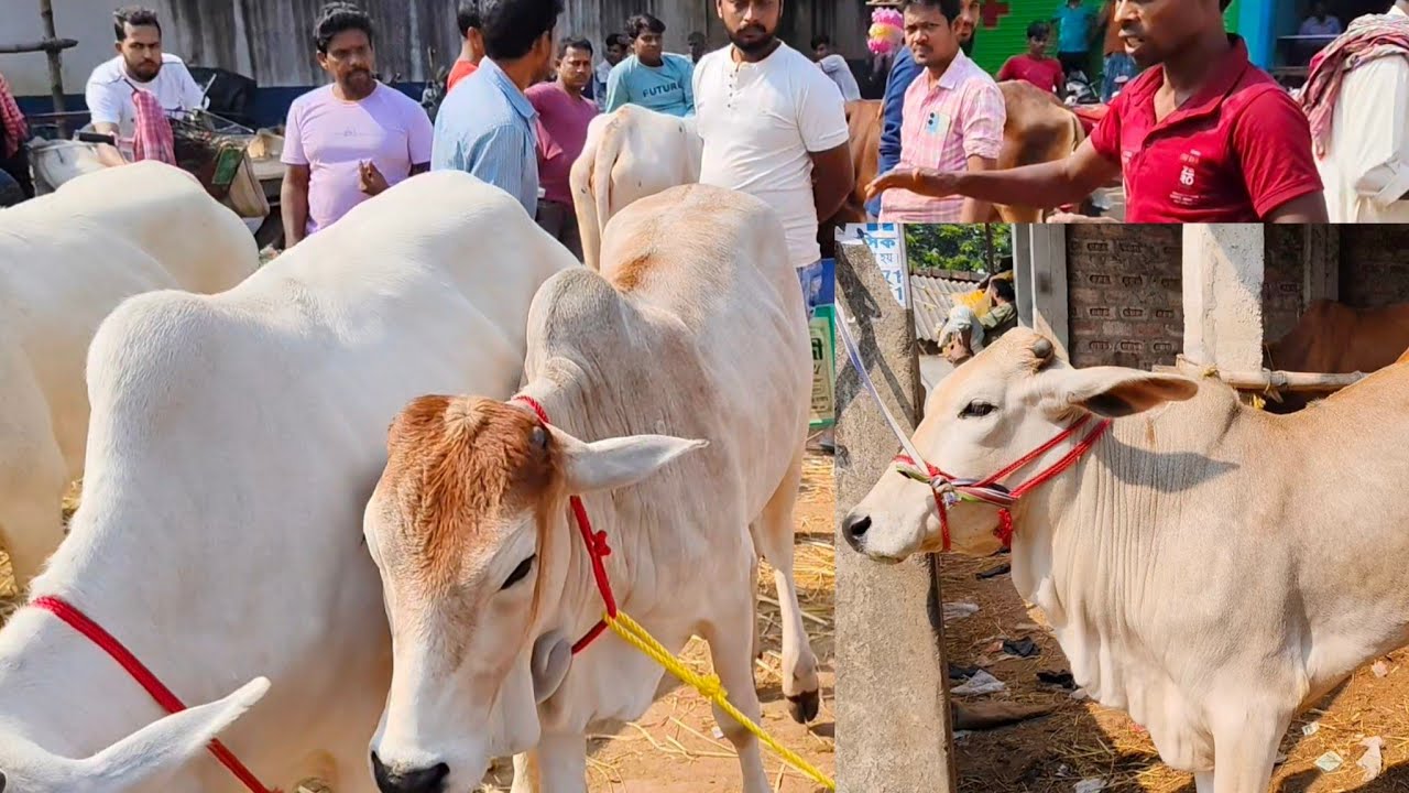 14 NOV ||POLERHAT ||TRENDING BEAUTIFUL COWS SALE VIRAL