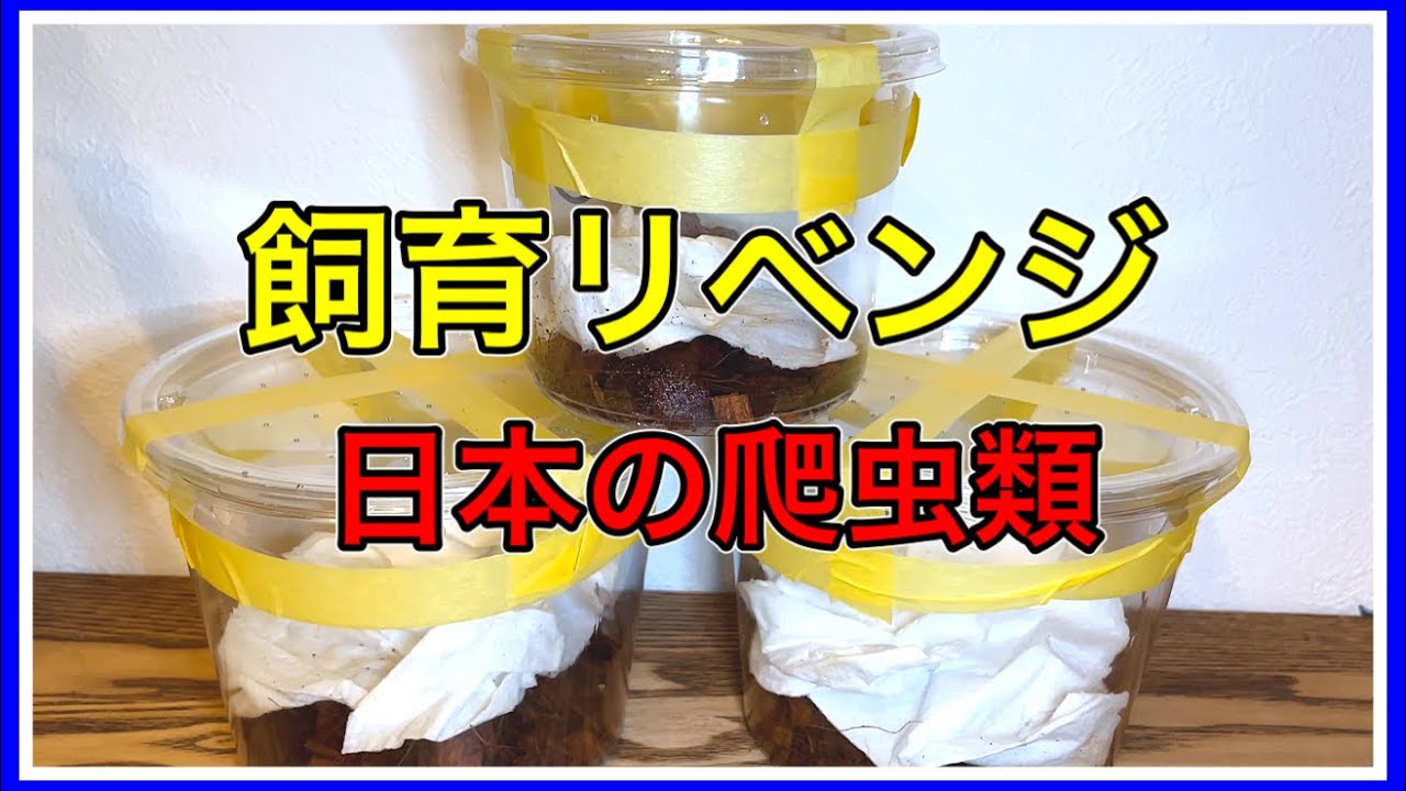 日本固有種？大量お迎え！