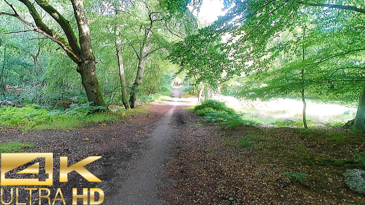 Epping Forest - Lodge Road to Copped Hall Estate - Nature Walk  - in 4K
