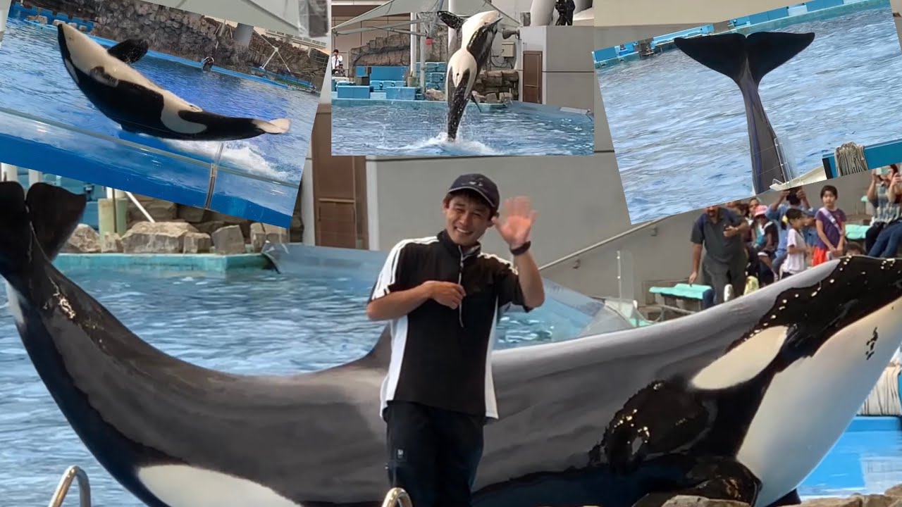 名古屋港水族館  リンちゃん(シャチ)の公開トレーニング  ざわつく会場&豪快ジャンプ炸裂  2019.9.21  15:30〜