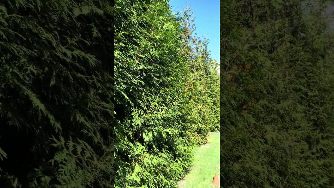 Green Giant growth:  19-20 feet in 5 years.  Complete visual block out at 22 feet.