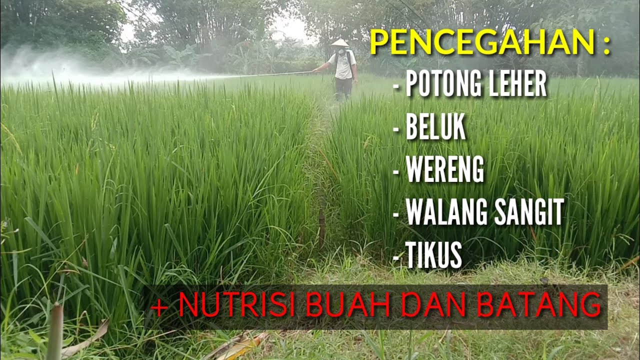 PENYEMPROTAN WAJIB SAAT KELUAR MALAI 1-2