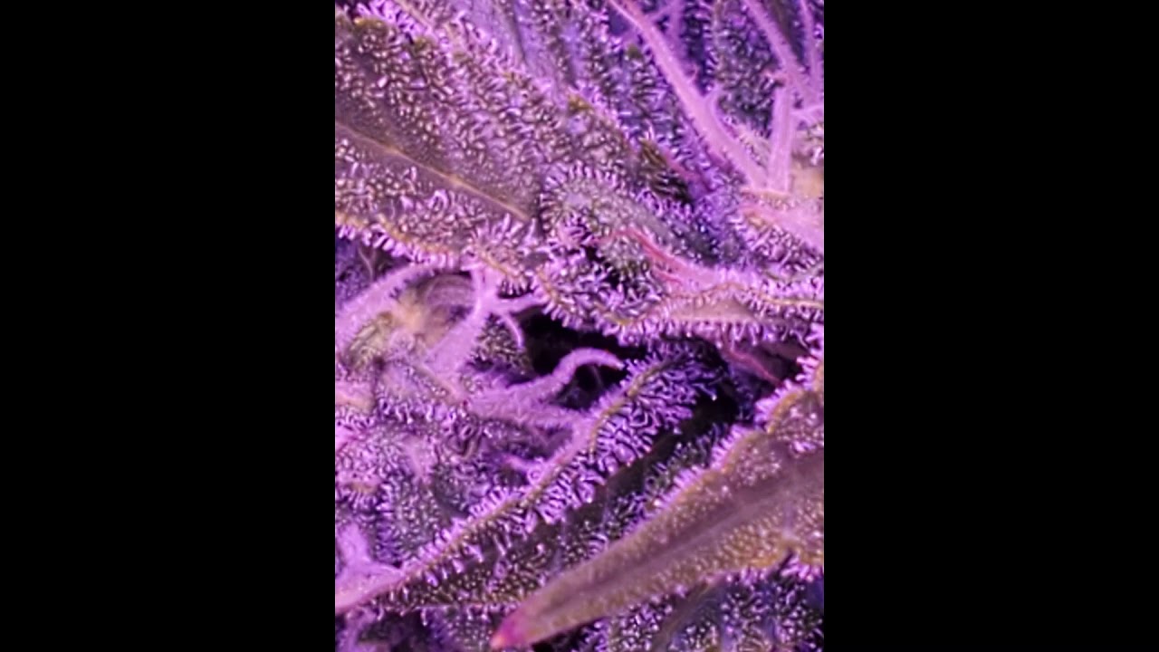 Autoflower grow HG2020 Winter '19 Series.  Trichome check on the winter crop.  Smoke tune by Sizzla