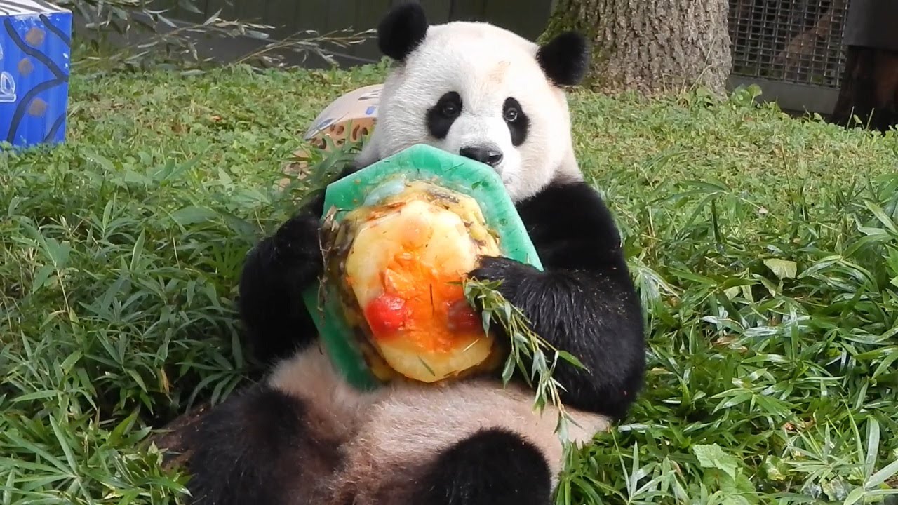 Xiao Qi Ji's 3rd Birthday 8/21/23