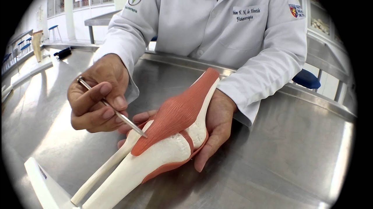 Ligamentos do Joelho: LCA | Ligamentos | Menisco - Sistema Articular - Anatomia Prática - VideoAula