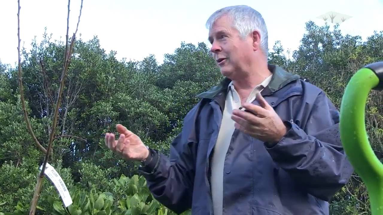 Planting and pruning fruit trees with Jack Hobbs