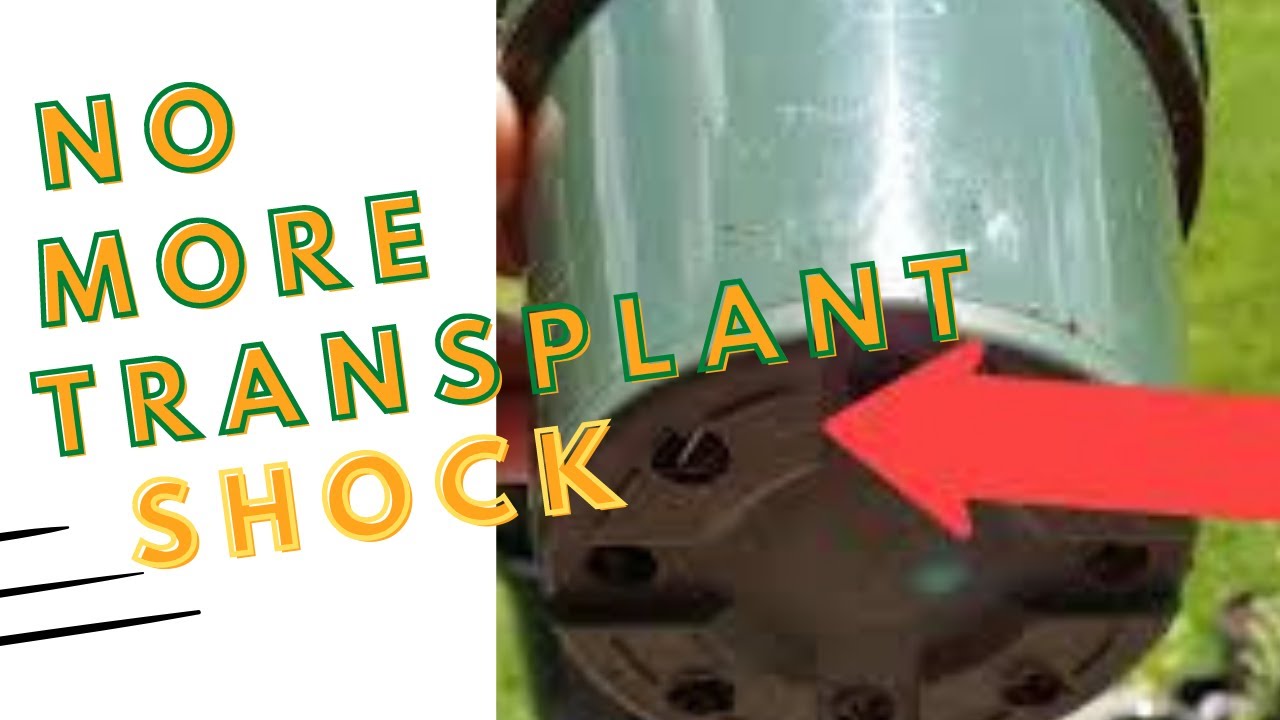 How to Avoid Transplant Shock for Beginners