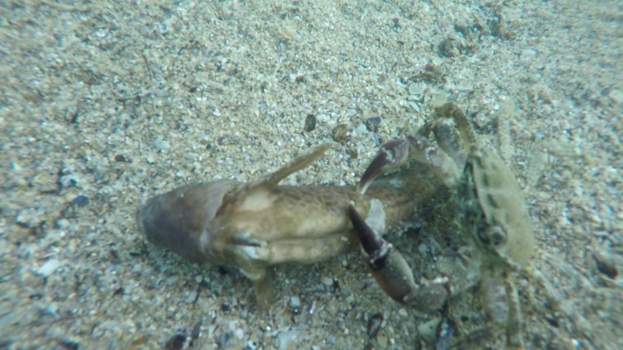 Marea Neagra . Un crab la dieta    Fauna  Marea Neagra