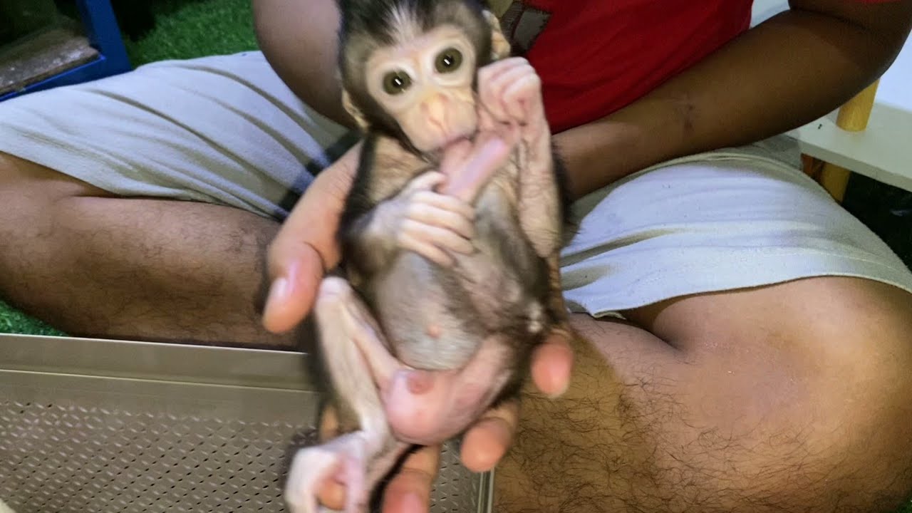 NEWBORN BABY MONKEY MIKEY IS GROWING VERY ACTIVE BUT STILL DOESN'T WANT TO LET GO OF OUR HUGS