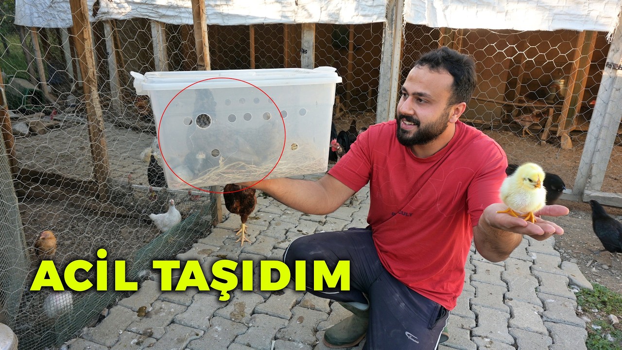 Civcivleri ve Annesini Taşımak Zorundayım - Meymeneti Yakaladım -  Asil Horozum - Yumurta Toplama