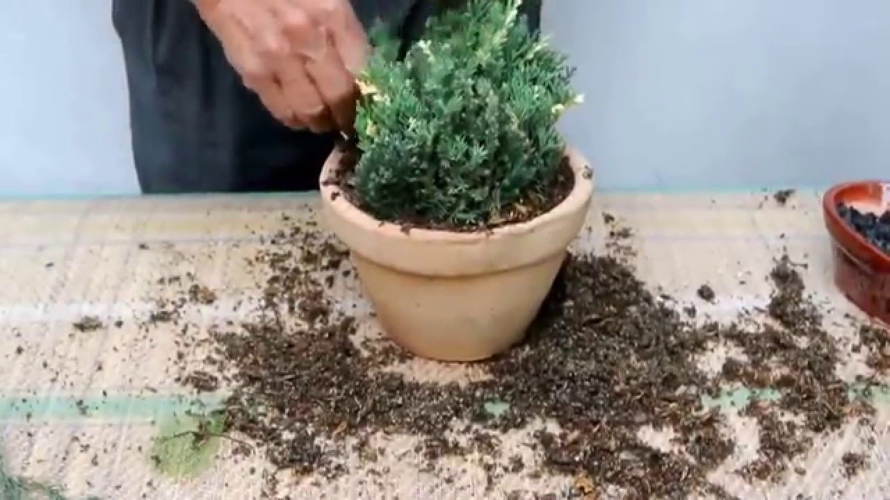 Poda benigna de Ciprés variegado