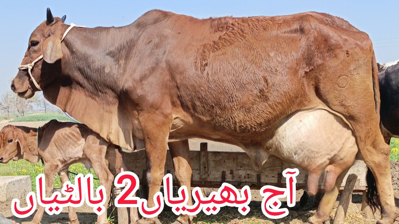 براہمن چولستانی تازہ سوئی خوبصورت گاۓ برائے فروخت ان پاکستان اینڈ یوٹیوب 15/2/2026#03055692351 
