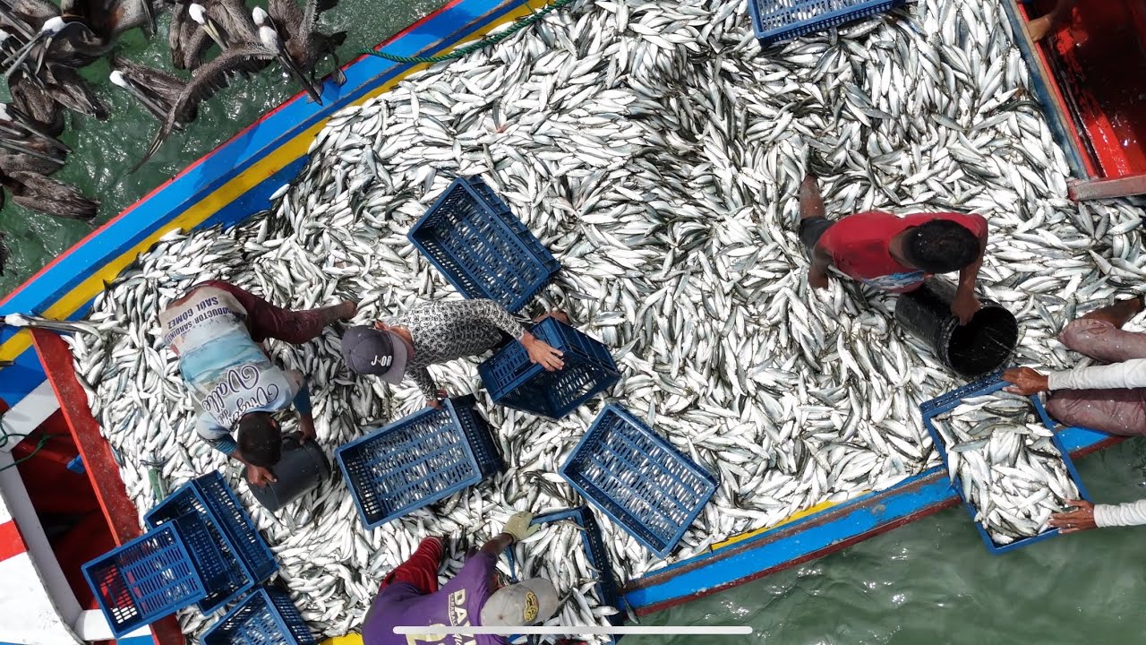 La vida del Pescador Margariteño 🚣🏻🐟 un arte que vale la pena apreciar