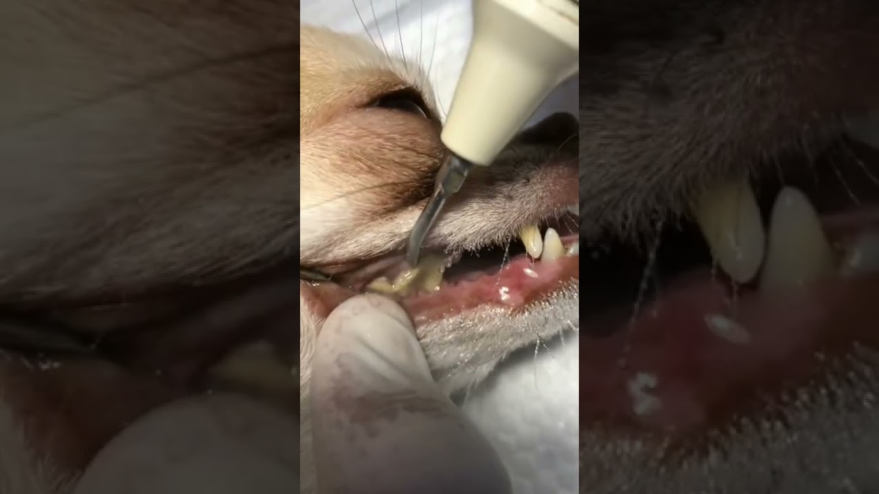Ультразвуковая чистка зубов 🐕🐶🐾