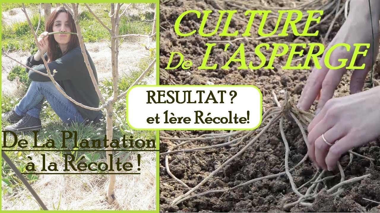 Comment PLANTER les ASPERGES au POTAGER? De la Plantation à la Récolte !!