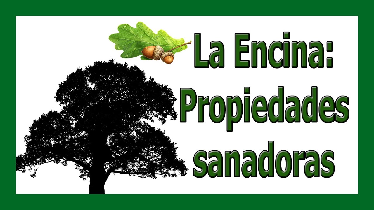 🌳 La Encina,  sus beneficios y secretos 🌳