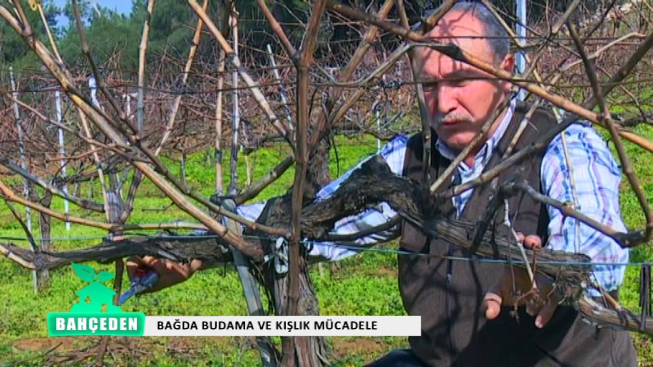 BAHCEDEN BAGDA BUDAMA VE KISLIK MUCADELE