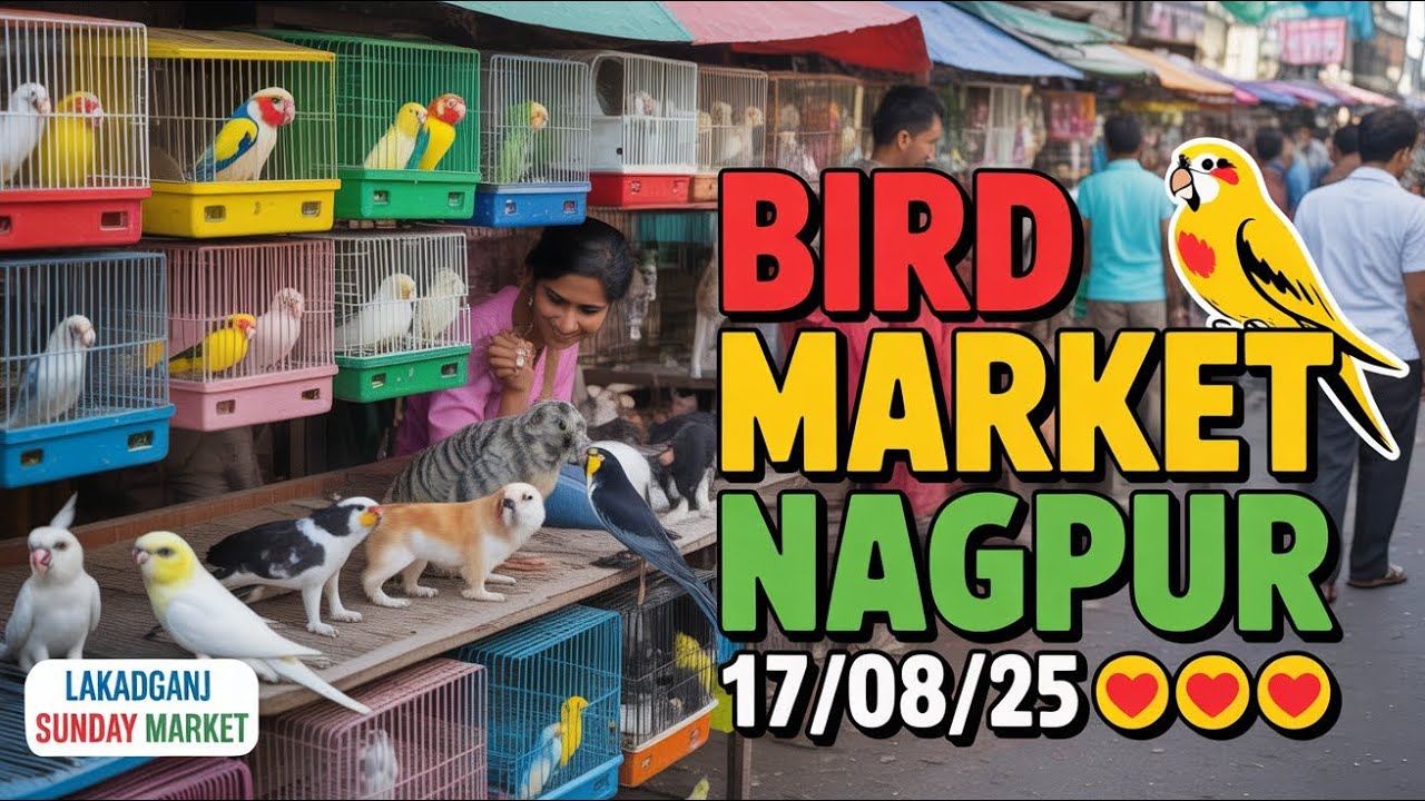 Bird Market Nagpur Today 17/08/25 | lakadganj Ka bird Market | Bird Sunday Market Nagpur ka