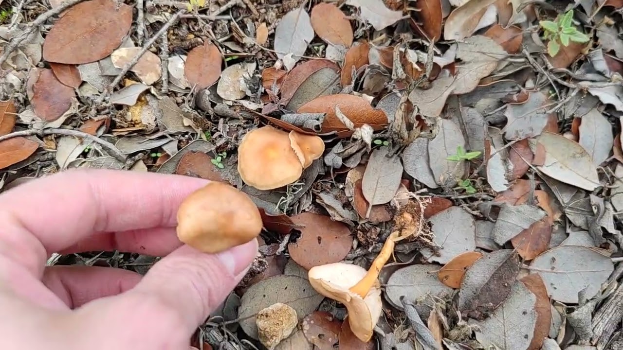 Collybia dryophila. Falsa senderuela. Identificaci&oacute;n
