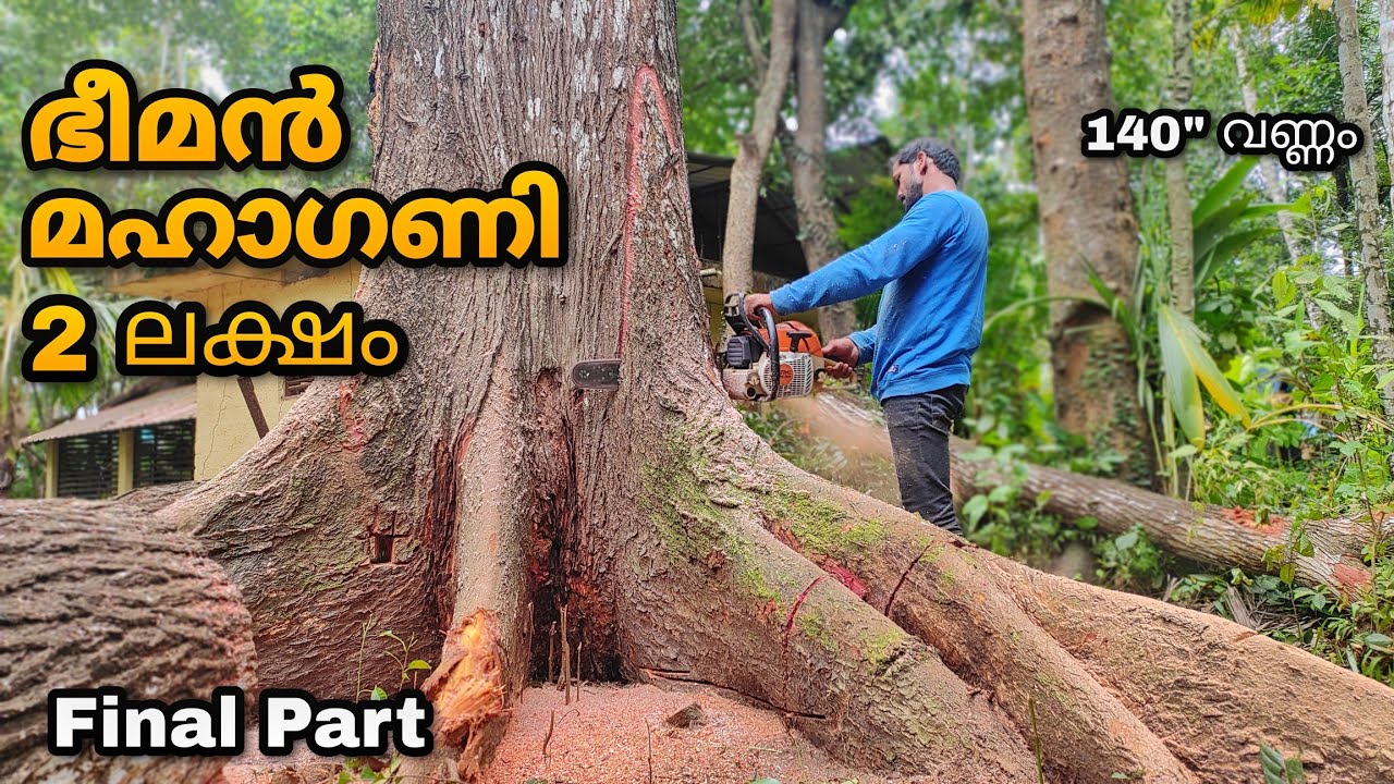 A GAINT MAHAGANY😨!!! 12 Feet in diameter | Worth 2 LACKS | PART-3/3
