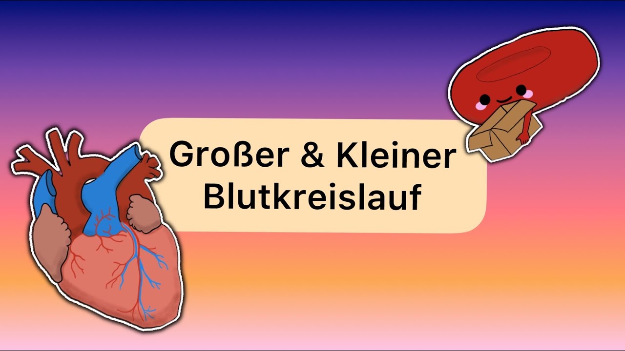 Gro&szlig;er & Kleiner Blutkreislauf (K&ouml;rper- & Lungenkreislauf)