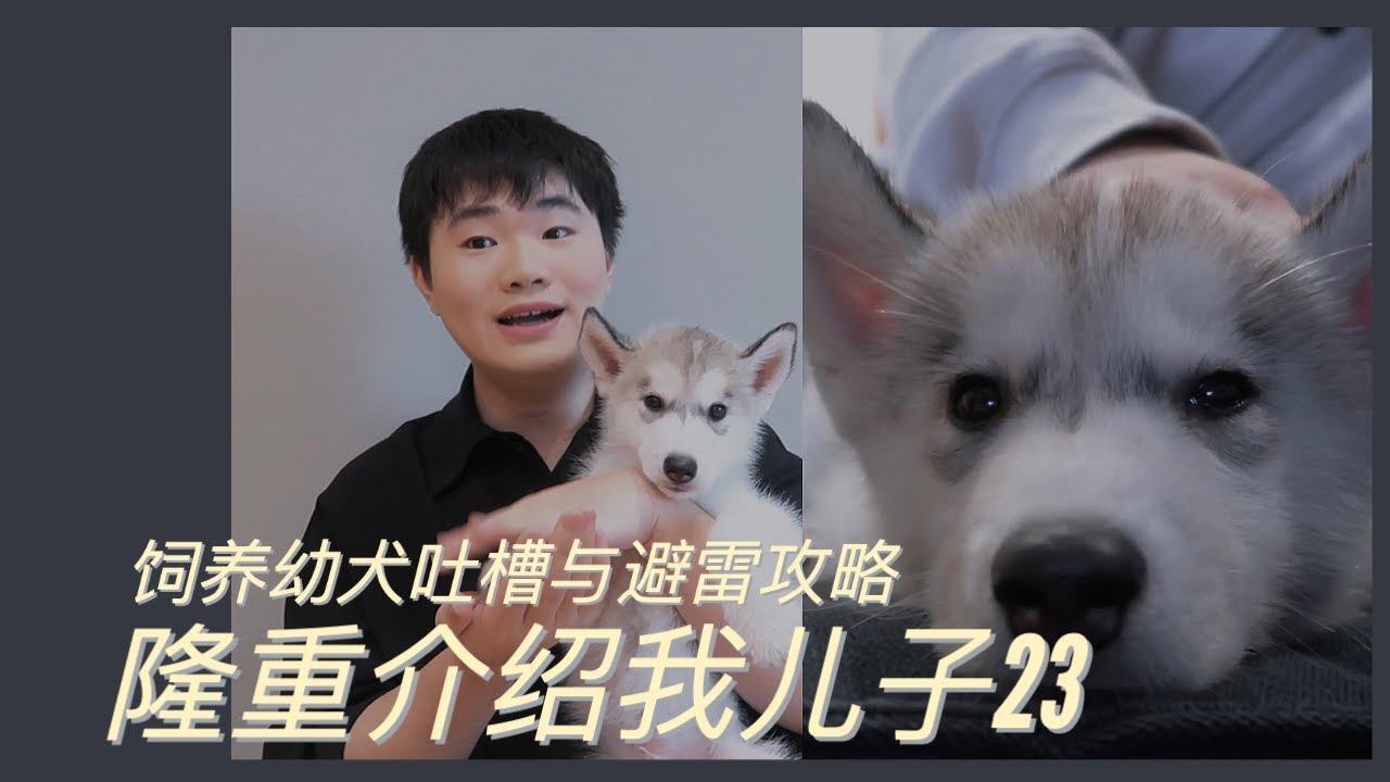 【哈士奇】隆重介绍我儿子23/饲养幼犬吐槽与避雷攻略