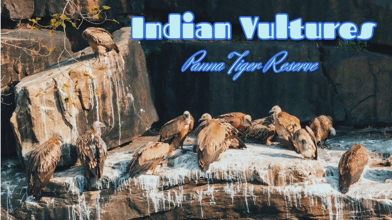 Indian Vulture - Panna vulture point - 4K #bbcearth #nikonasia #nikon #natgeo #natgeoindia
