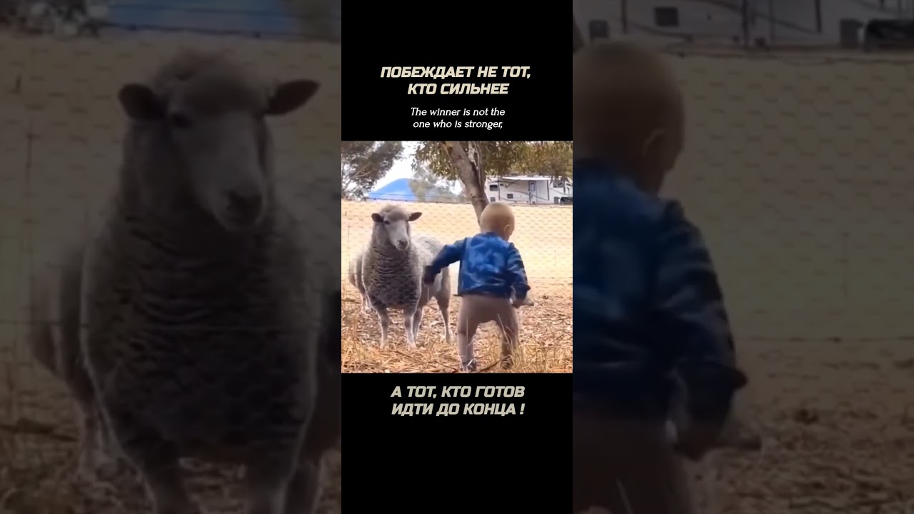 Дети и животные #юмор #овцы #дети #приколы #sheep #children #animals #farm #ram #farming #баран