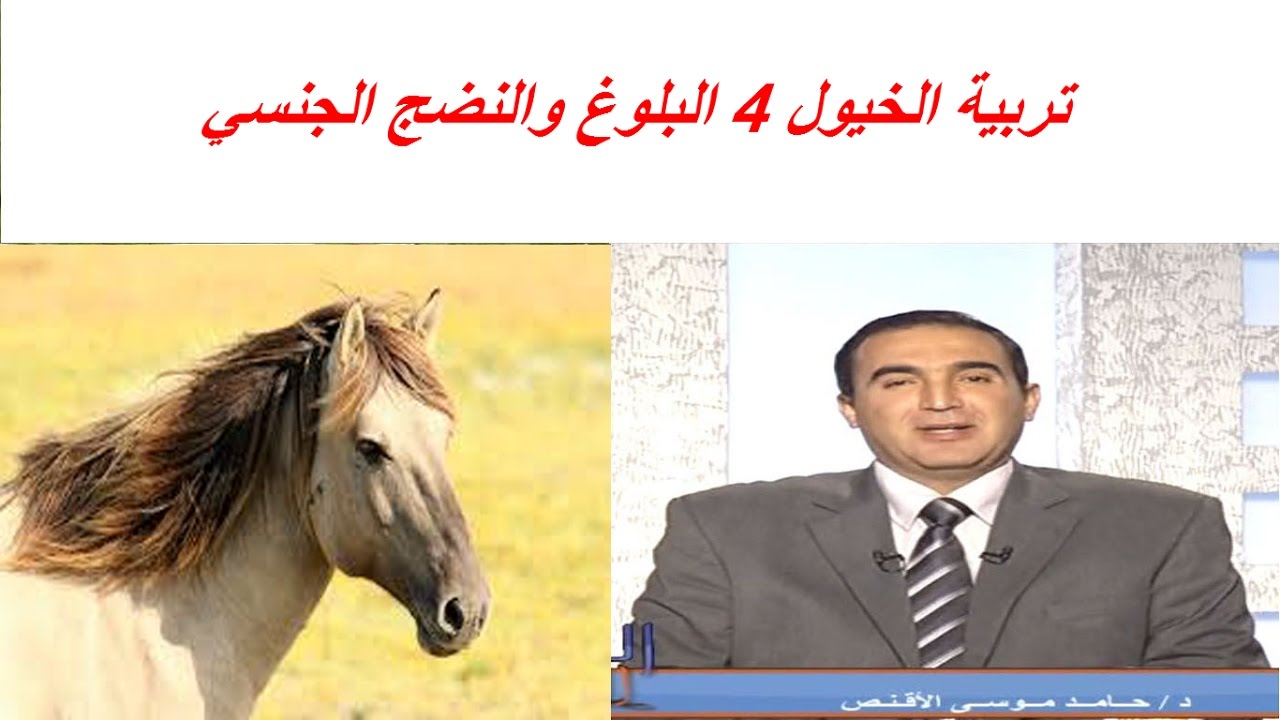 تربية الخيول 4 البلوغ والنضج الجنسي  والتبويض ودورة الشياع