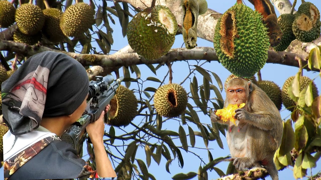  🎯 Berburu Hama Nakal di Kebun Durian! Ternyata Tempat Mereka Kawin di Sini!