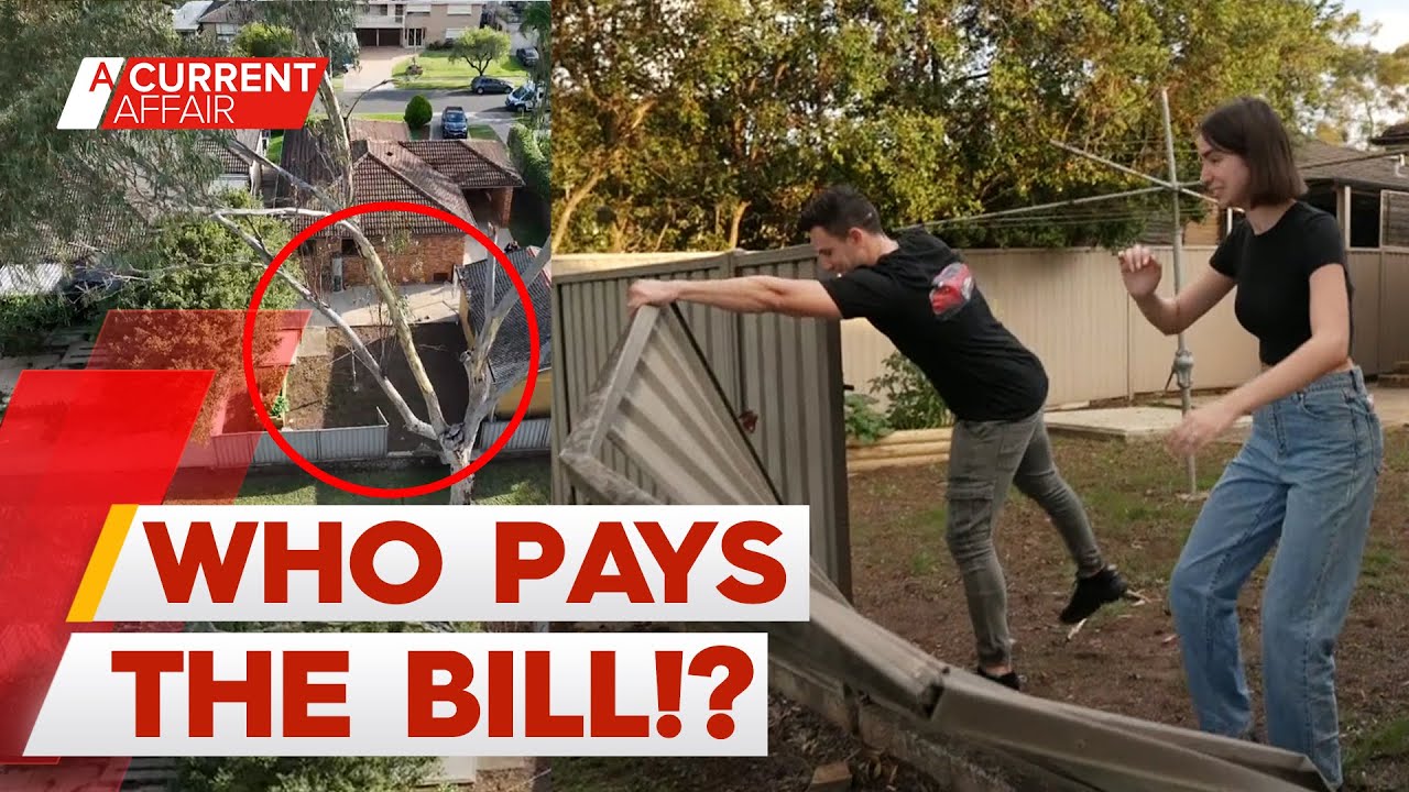 Council dodges fence repair bill after tree falls | A Current Affair