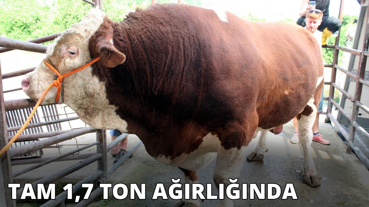 1,7 ton ağırlığındaki 'Soro' kesildi