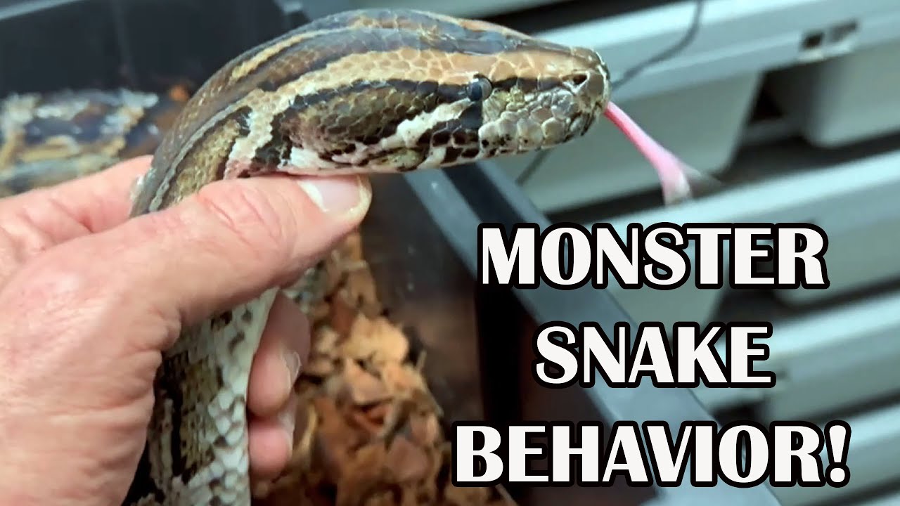BURMESE PYTHON COMES OUT TO PLAY!