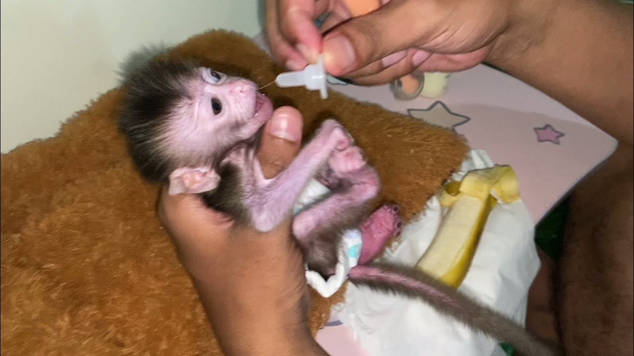 SMALL BABY MONKEY WON'T LET GO OF HIS PASSIFER