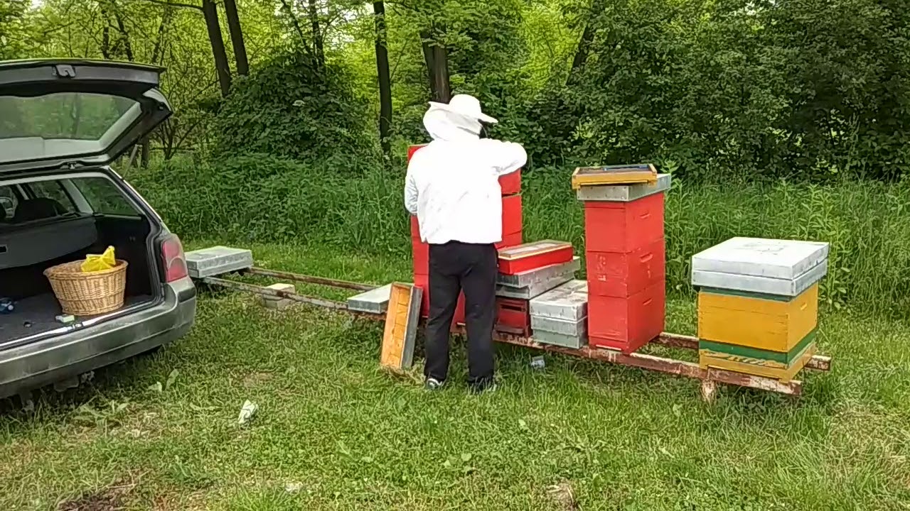 Vještački roj 2019 god.MENSUR AVDIHODŽIĆ-PČELAR
